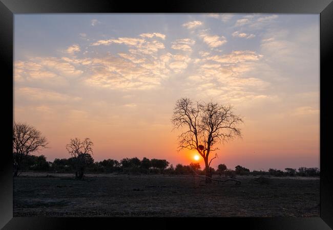 Sunset in African Savanna behind Tree Framed Print by Dietmar Rauscher