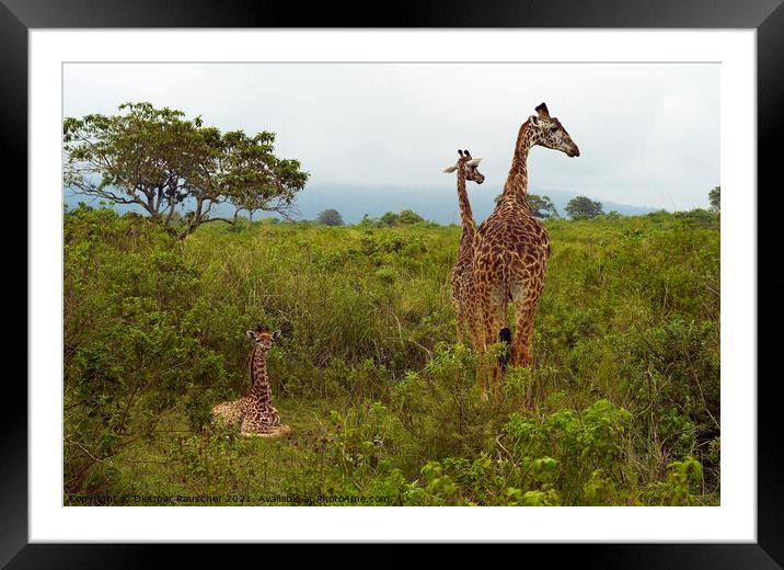 Funny Baby Giraffe in Tanzania Framed Mounted Print by Dietmar Rauscher
