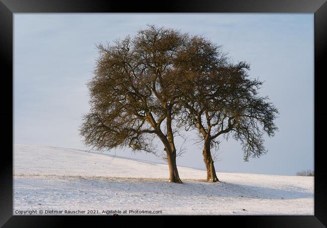 Two Trees in a Snowy Winter Landscape Framed Print by Dietmar Rauscher