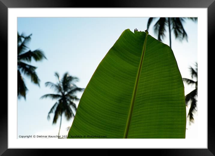 Green Banana Leaf, Palm Trees  Framed Mounted Print by Dietmar Rauscher