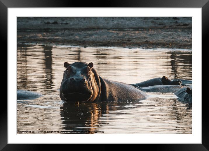Hippo in a Pool, Evening Light, Partially Submerged Framed Mounted Print by Dietmar Rauscher