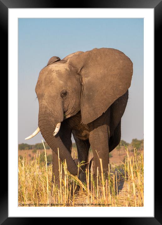 Male Elephant with Tusks in Chobe NP Framed Mounted Print by Dietmar Rauscher