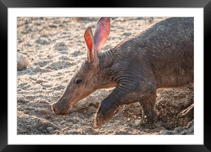 Aardvark Anteater Digging in the Kalahari in Namibia Framed Mounted Print by Dietmar Rauscher