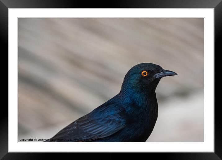 Pale Winged Starling, a Black Bird with Orange Eyes in Namibia C Framed Mounted Print by Dietmar Rauscher