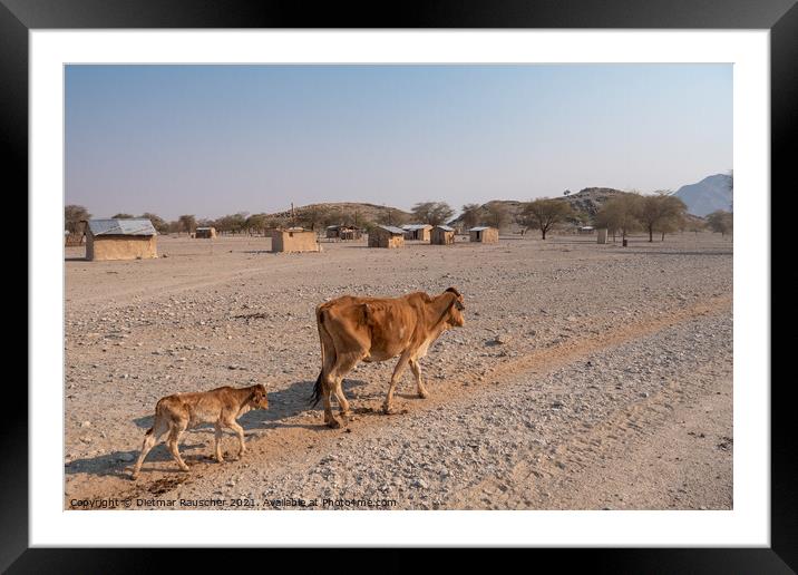 Skinny Cow and Calf Walking by a Village in Namibia Framed Mounted Print by Dietmar Rauscher