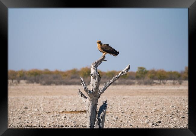 Tawny Eagle Sitting on Dead Tree in Etosha National PArk, Namibia Framed Print by Dietmar Rauscher