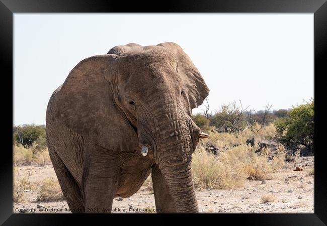 African Elephant in Etosha National Park Framed Print by Dietmar Rauscher