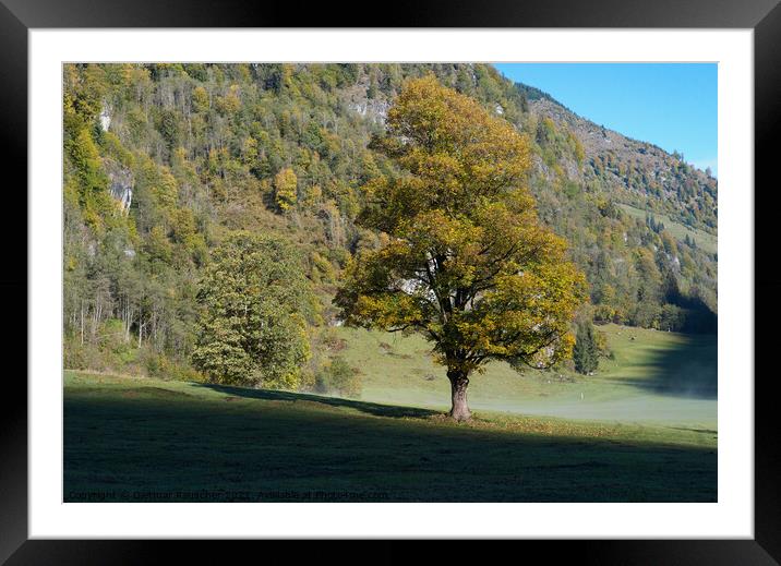 Tree with Golden Leaves in an Alpine Autumn Landscape Framed Mounted Print by Dietmar Rauscher