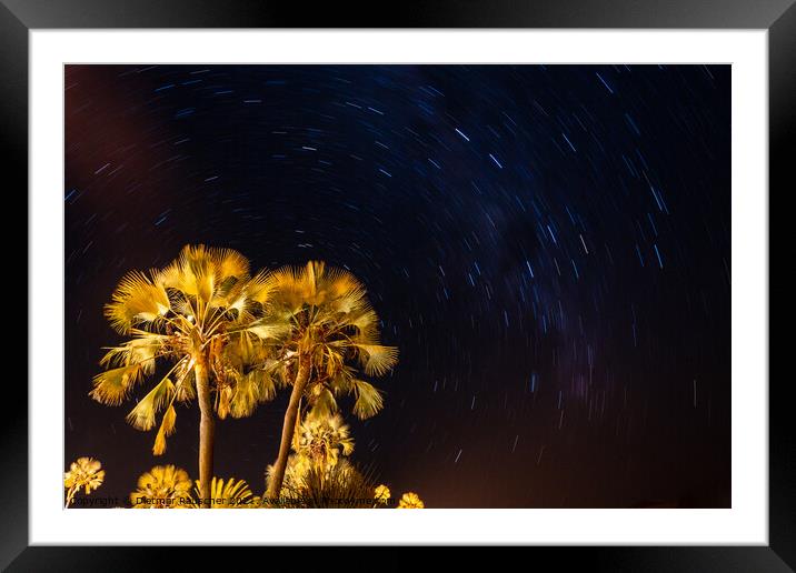 Palm Tree and Night Sky with Stars Framed Mounted Print by Dietmar Rauscher