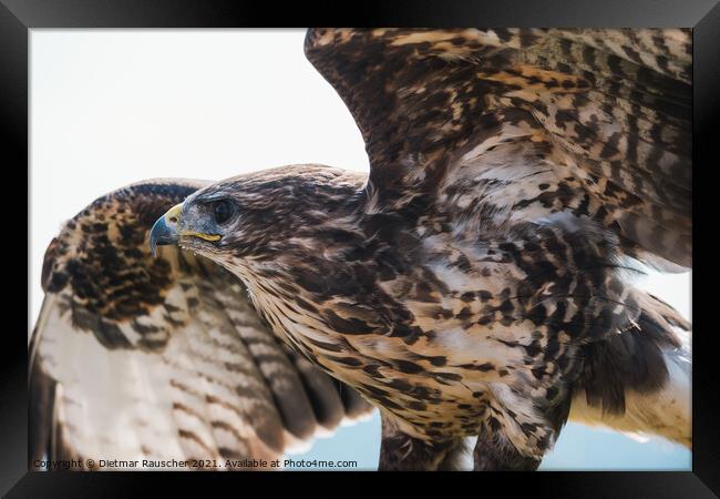 Common Buzzard Close Up Spreading Wings  Framed Print by Dietmar Rauscher