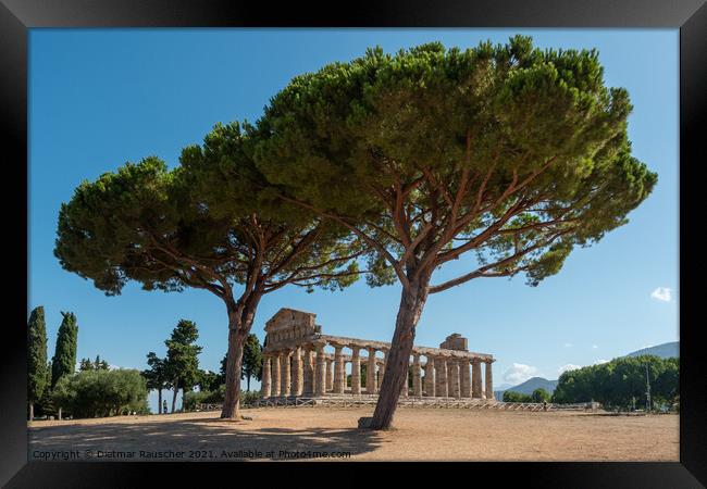 Greek Temple of Athena or Ceres in Paestum, Italy Framed Print by Dietmar Rauscher