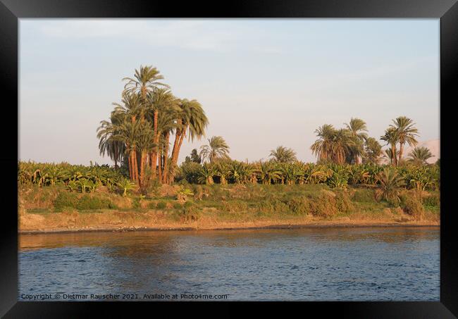 Bank of the River Nile, Egypt Framed Print by Dietmar Rauscher