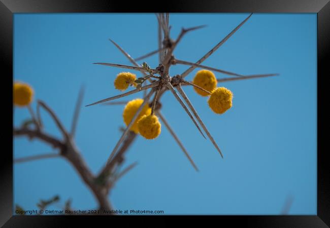 Water Acacia or Water Thorn with Yellow Blossoms in Etosha Natio Framed Print by Dietmar Rauscher