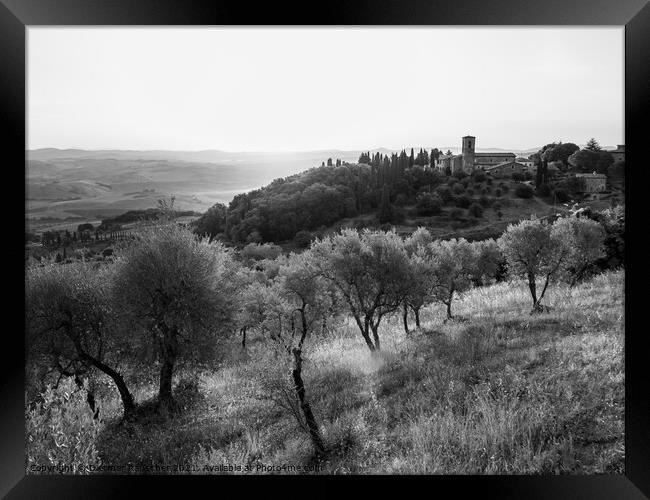 Olive Grove near Montalcino at the Convento dell'Osservanza Mono Framed Print by Dietmar Rauscher