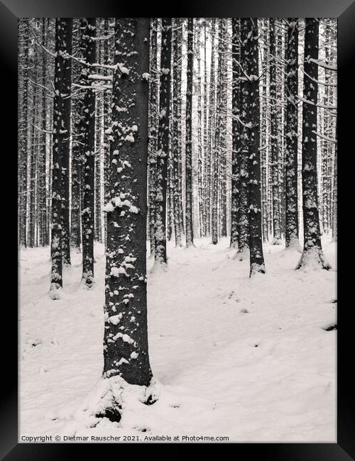 Winter Tree Trunks with Snow Framed Print by Dietmar Rauscher