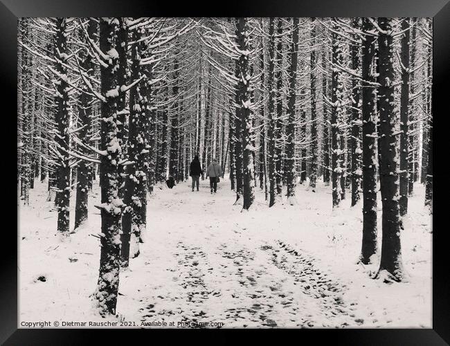 Winter Forest Walk Framed Print by Dietmar Rauscher