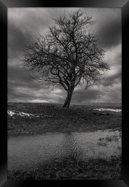 Bare Tree in Winter Monochrome Framed Print by Dietmar Rauscher