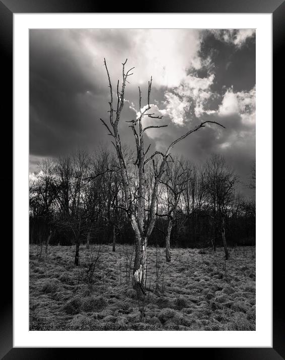 Bare Tree in Haunting Landscape Framed Mounted Print by Dietmar Rauscher