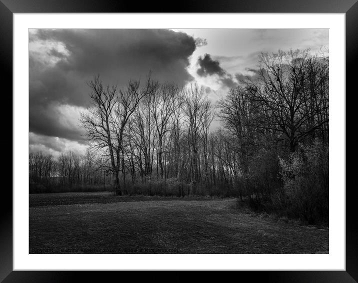 Bare Trees at the  Edge of a Forest in Winter Framed Mounted Print by Dietmar Rauscher