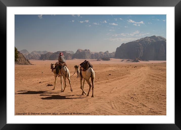 Bedouin Riding a Dromedary Camel in Wadi Rum Framed Mounted Print by Dietmar Rauscher