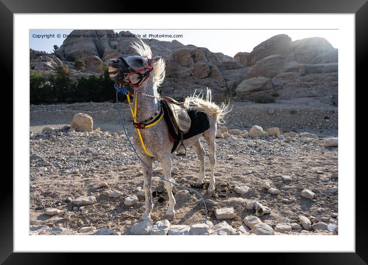 Arabian White Horse in Petra, Jordan Framed Mounted Print by Dietmar Rauscher
