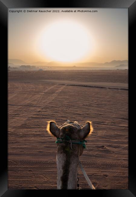 Sunrise and Camel in Wadi Rum, Jordan Framed Print by Dietmar Rauscher