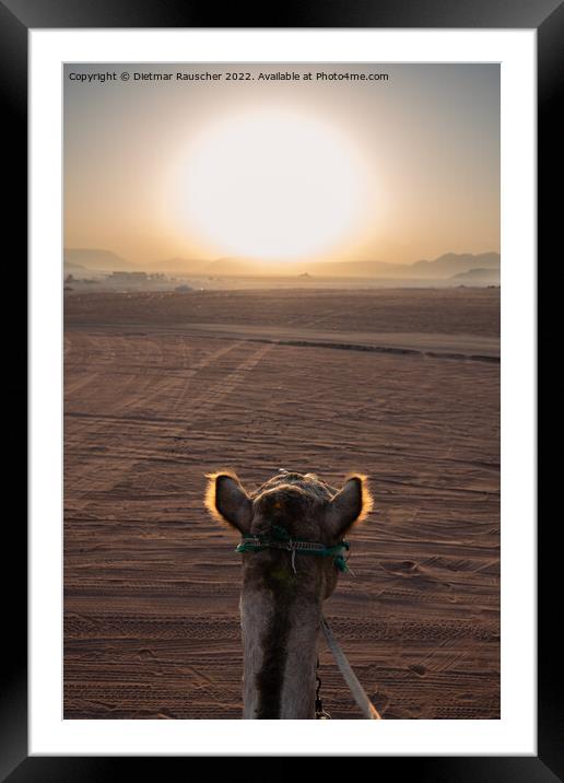 Sunrise and Camel in Wadi Rum, Jordan Framed Mounted Print by Dietmar Rauscher