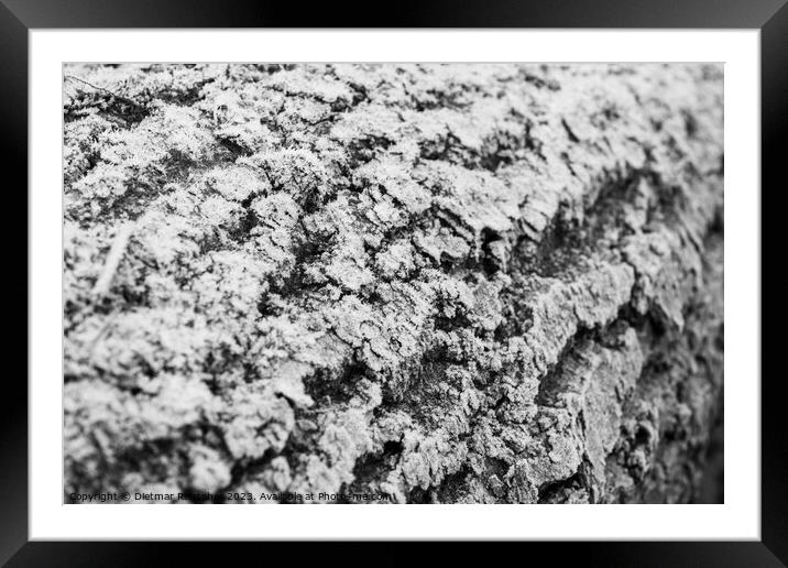 Hoarfrost on Tree Bark Abstract Texture Framed Mounted Print by Dietmar Rauscher