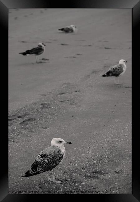 Seagulls on the Beach Framed Print by Dietmar Rauscher