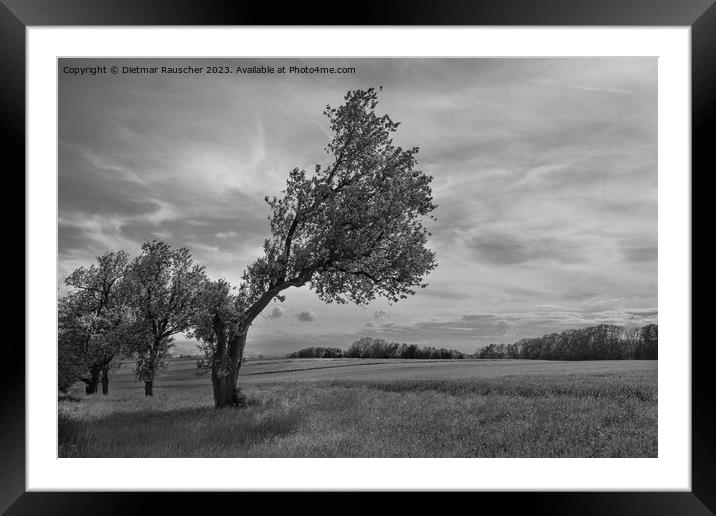 Crooked Tree in the Mostviertel Region of Austria in Black and W Framed Mounted Print by Dietmar Rauscher