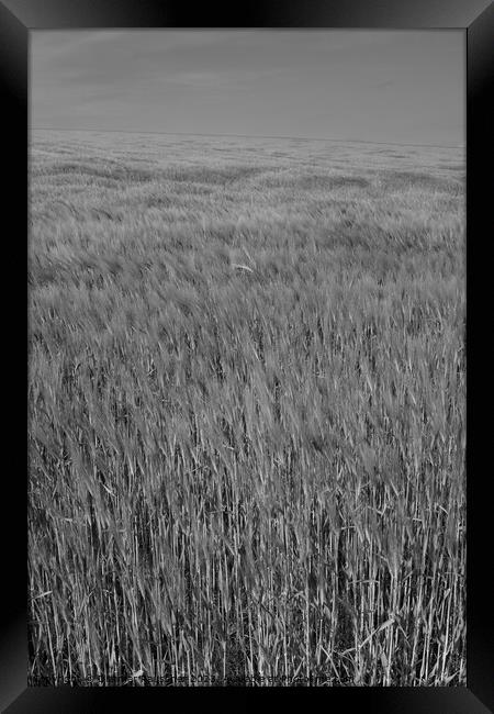 Wheat Field in the Mostviertel of Lower Austria Framed Print by Dietmar Rauscher