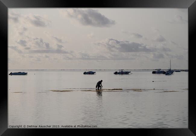 Man collecting sea urchins in a lagoon in Mauritius Framed Print by Dietmar Rauscher