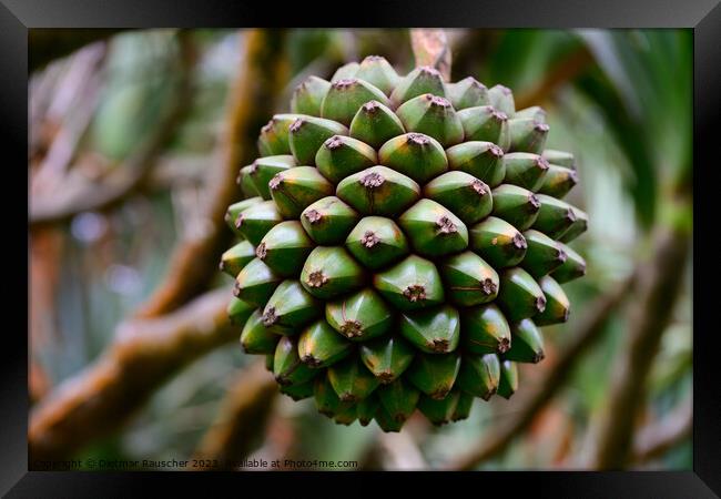 Common Screwpine Fruit in Mauritius Framed Print by Dietmar Rauscher