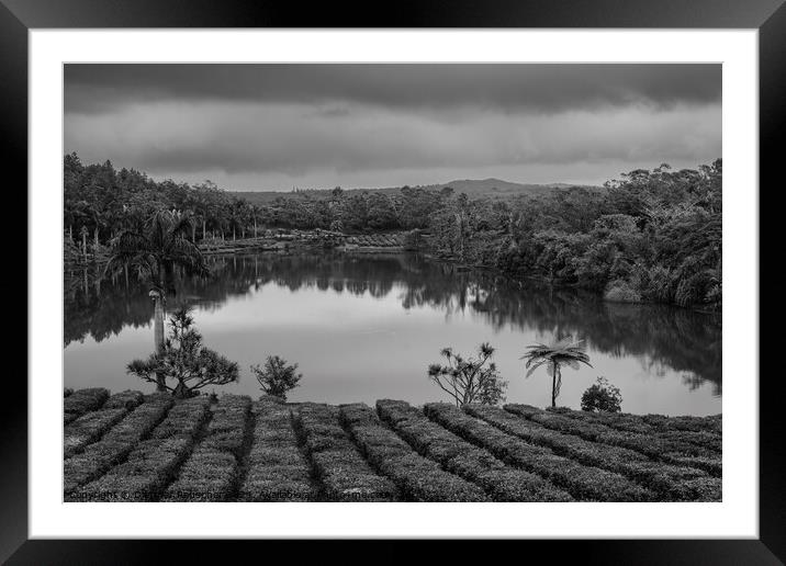 Tea Plantation in Bois Cheri Mauritius Black and White Framed Mounted Print by Dietmar Rauscher