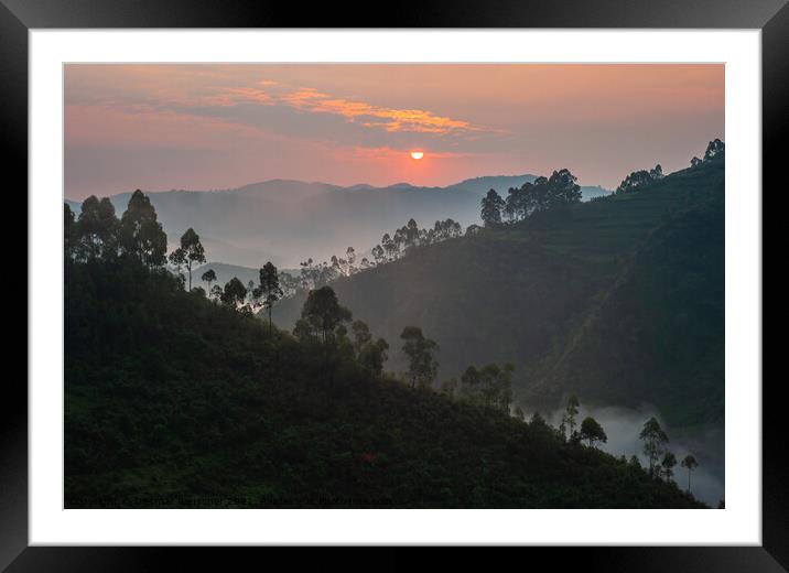 Sunrise in Bwindi Impenetrable Forest, Uganda Framed Mounted Print by Dietmar Rauscher