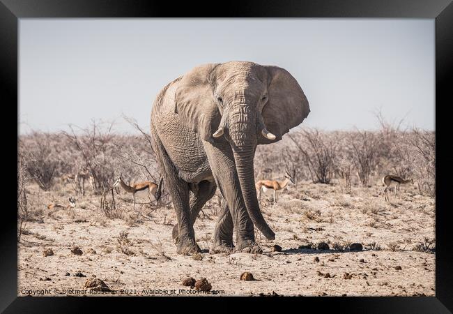 Elephant Bull Standing in Etosha National Park Framed Print by Dietmar Rauscher