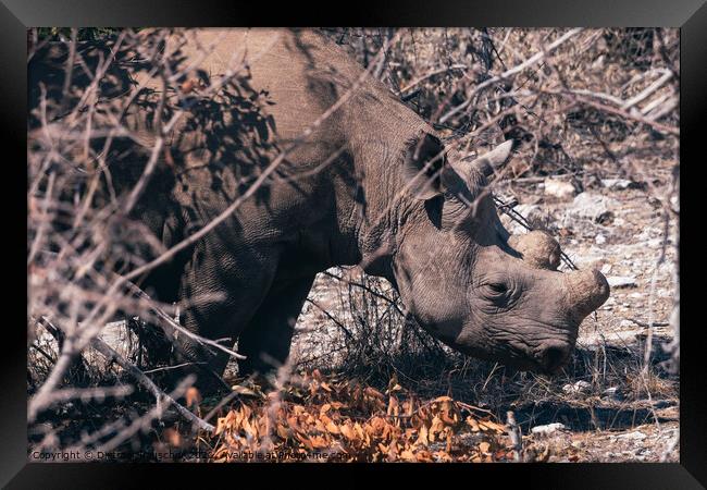 Dehorned Rhino in the Dry Bush in Etosha NP Framed Print by Dietmar Rauscher