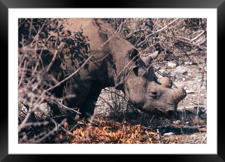 Dehorned Rhino in the Dry Bush in Etosha NP Framed Mounted Print by Dietmar Rauscher