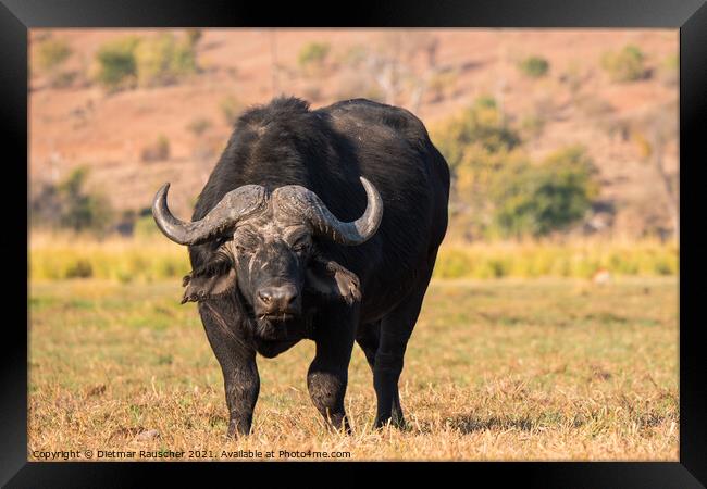 Cape Buffalo in Chobe National Park, Botswana Framed Print by Dietmar Rauscher