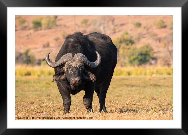 Cape Buffalo in Chobe National Park, Botswana Framed Mounted Print by Dietmar Rauscher