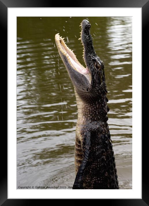 Alligator Jumps Out of the Water Framed Mounted Print by Dietmar Rauscher