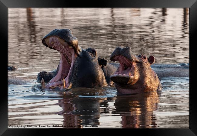 Two Hippos with Open Mouths Framed Print by Dietmar Rauscher
