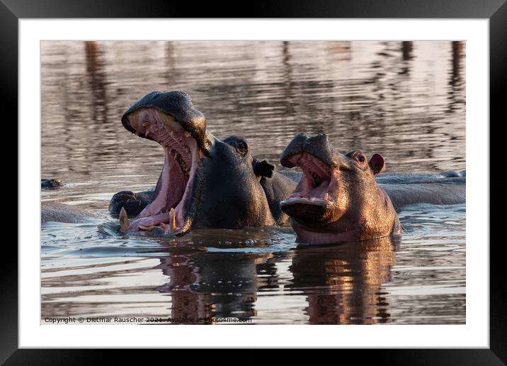 Two Hippos with Open Mouths Framed Mounted Print by Dietmar Rauscher