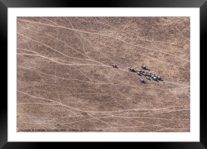 Aerial of Elephant Herd in Dry Savanna, Moremi Game Reserve, Bot Framed Mounted Print by Dietmar Rauscher
