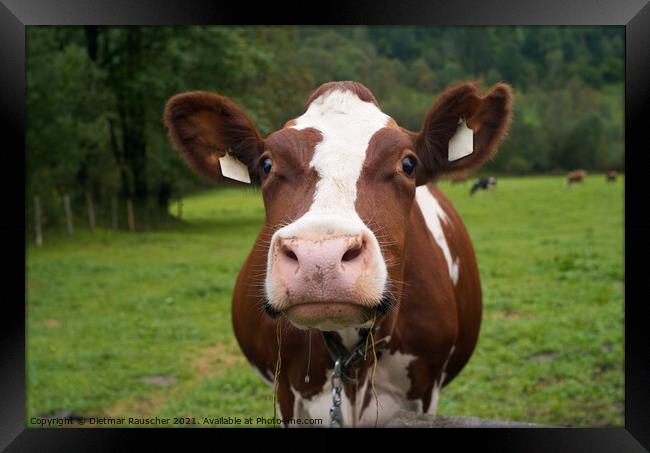 Funny Cow on a Green Pasture Framed Print by Dietmar Rauscher