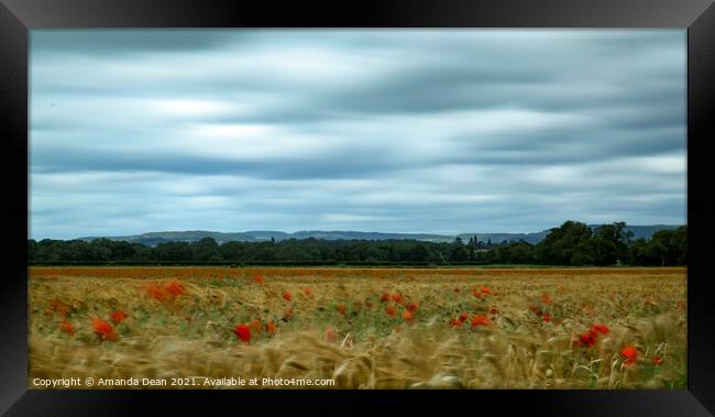 Swaying Poppies in Barley field  Framed Print by Amanda Dean