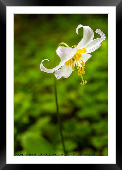 Oregon Fawn Lilly Framed Mounted Print by Shawna and Damien Richard