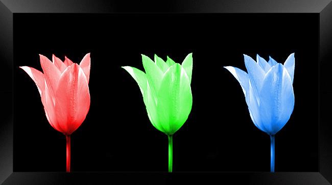 RGB Tulip  Framed Print by Robin Larner