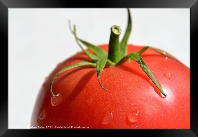 Tomato with water drops Framed Print by Paulina Sator