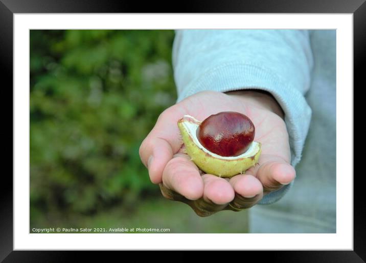 Man's hand holding a chestnut Framed Mounted Print by Paulina Sator